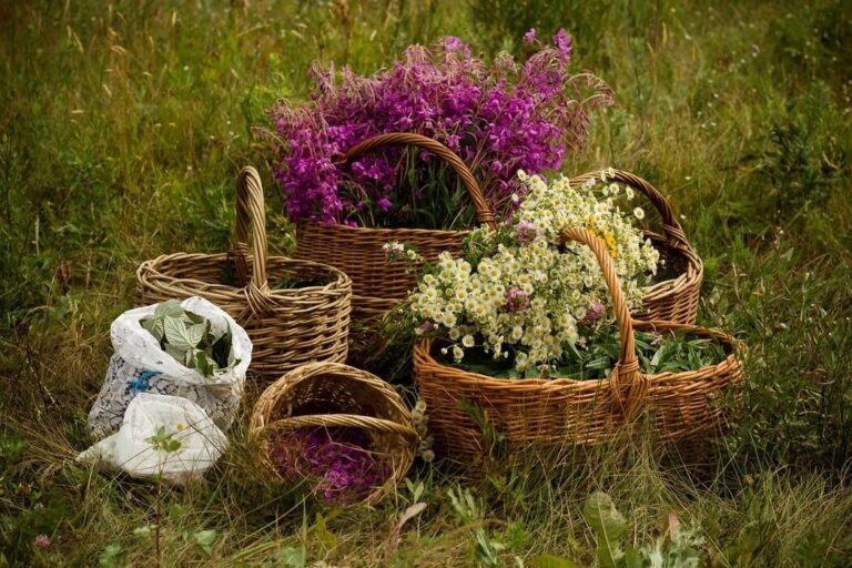 Заговор на травы для усиления чистки