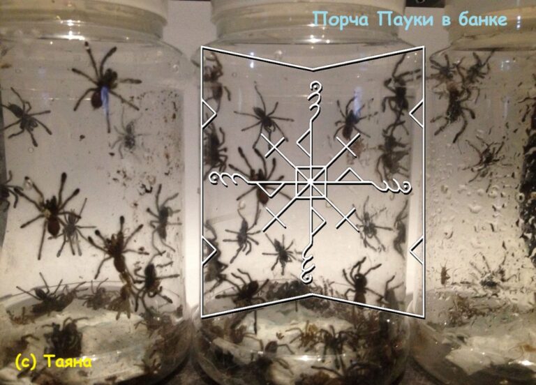 Порча Пауки в банке